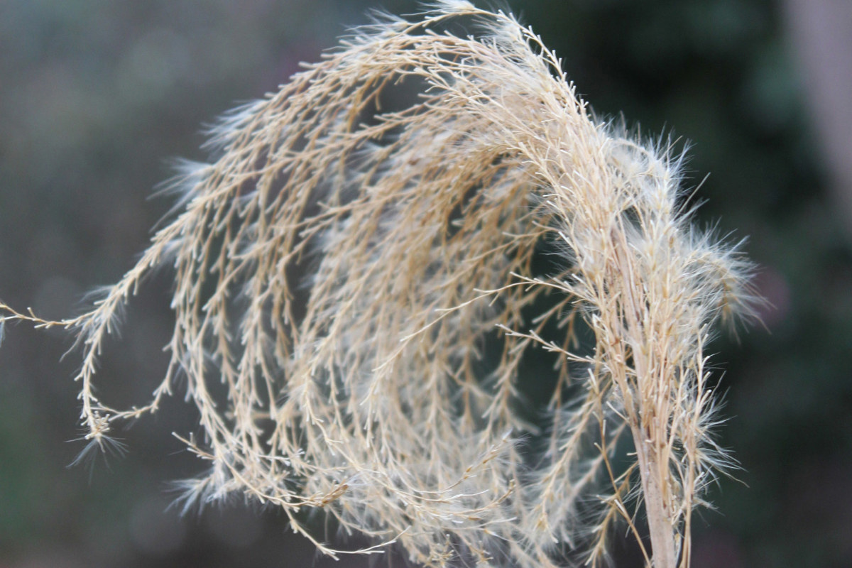 Miscanthus sinensis (1).jpg